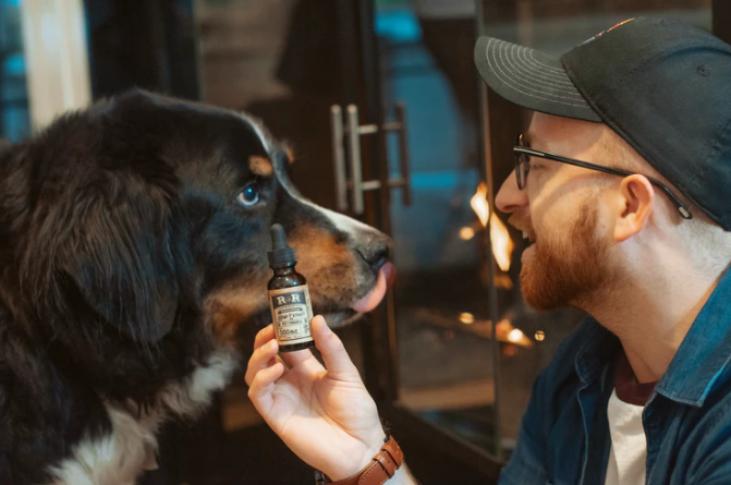 Impressive Benefits of CBD Oil for Your Pets