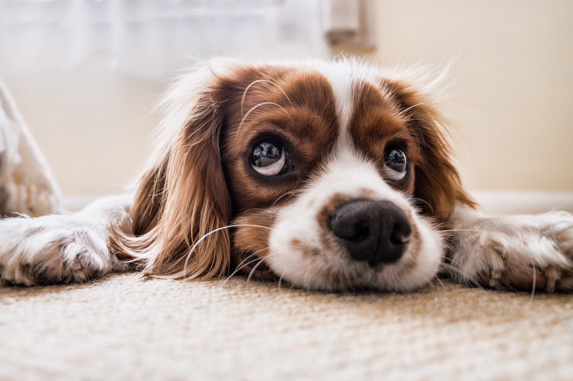 Reasons Your Pet Should Go on a Vegan Diet